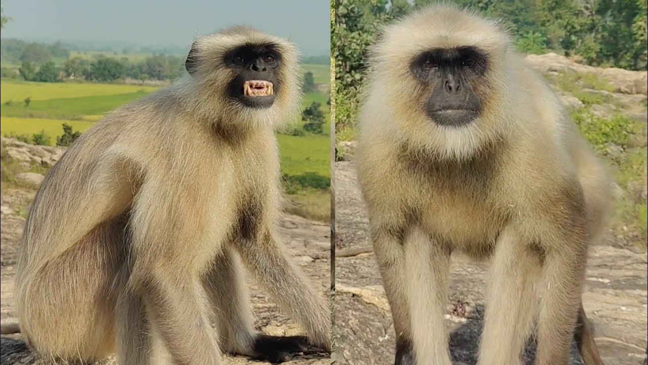 Stunning Jungle Footage of Playful Langur Monkeys 🐒