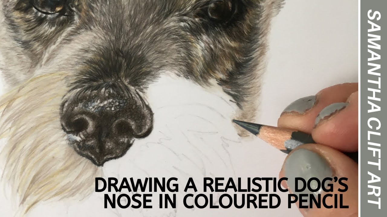Realistic Dog's Nose Drawing with Coloured Pencils ποΈ