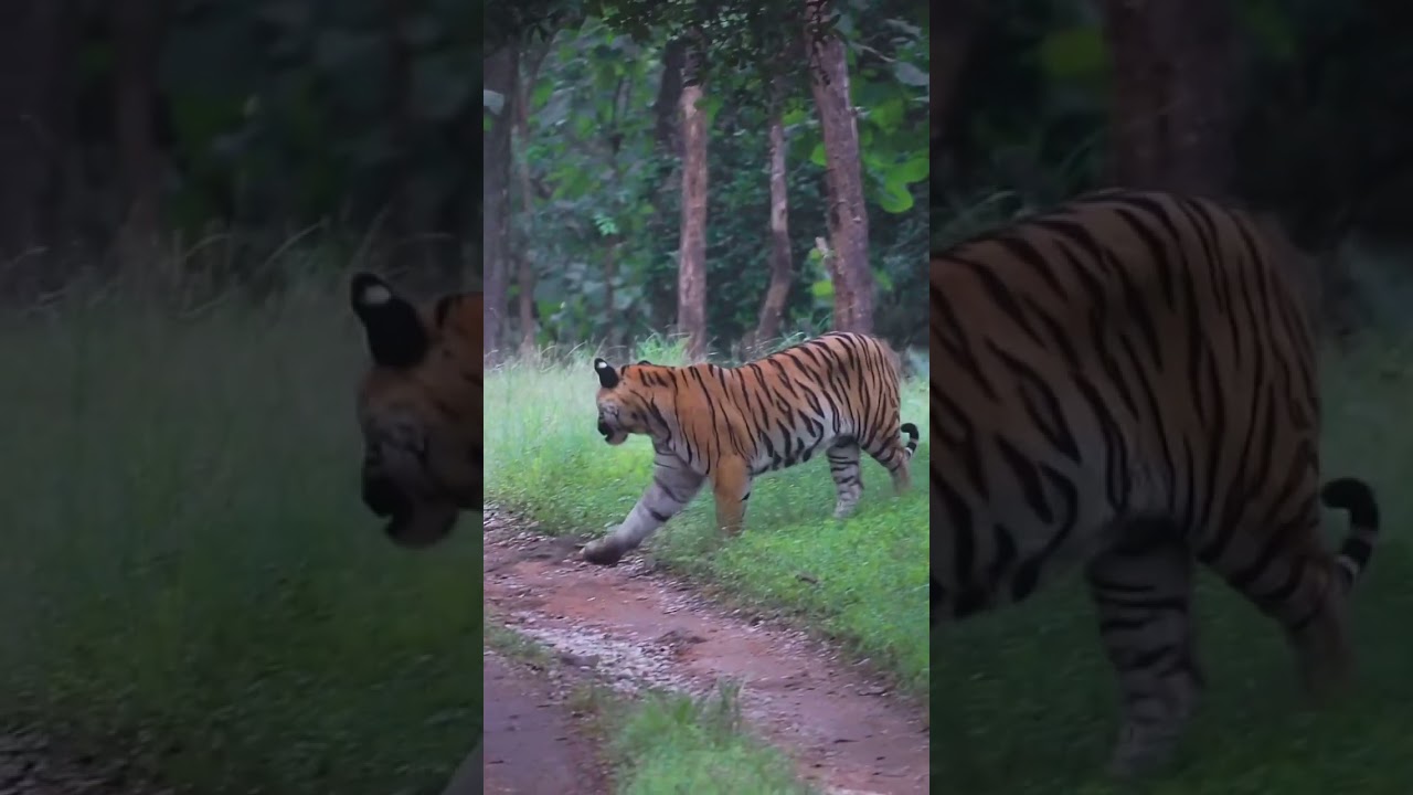 Stunning Tiger in Kabini Wildlife π