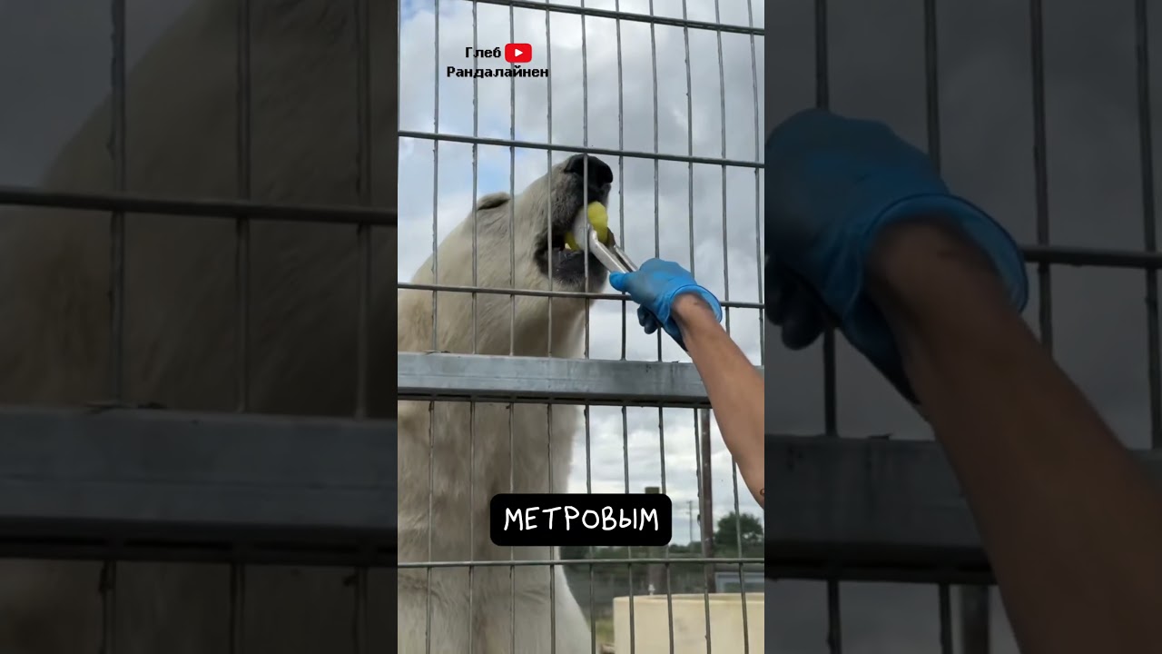 Белый Медведь — Полярный Хищник ❄️