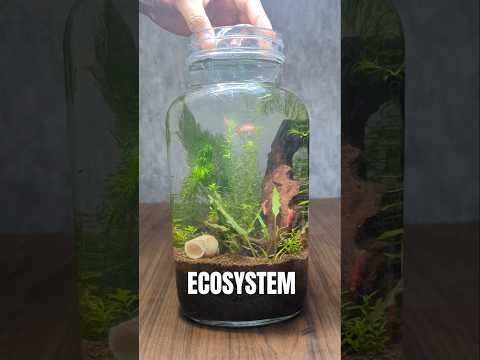 Mini shrimp ecosystem JAR. #aquarium #livefish #animal #fishtank #aquariumpets