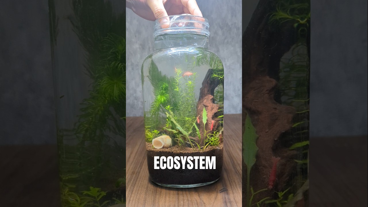 Mini Shrimp Ecosystem Jar 🦐