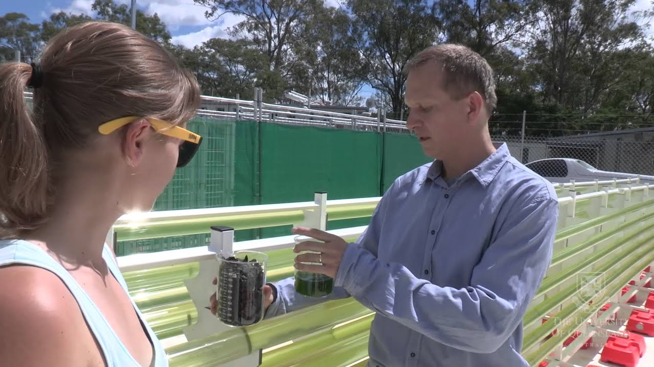 Harnessing Algae: The Future of Sustainable Fuel 🌱