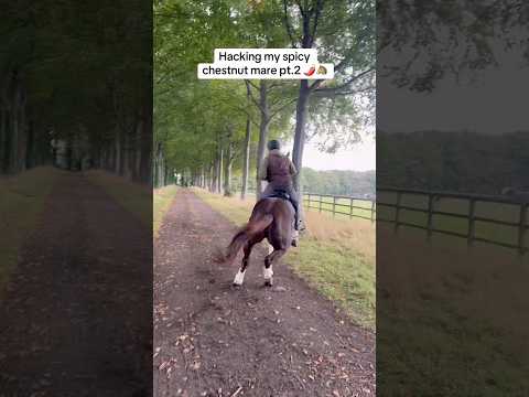 Autumn is well and truly upon us 🥲 #horse #equestrianjourney #equestrian #horsegirl #abcd #hacking