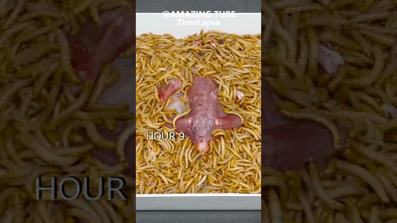 5000 Worms vs Quail 🐦