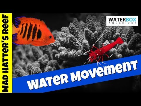 Waterbox Reef Tank Build | Ep 6 | Water Movement
