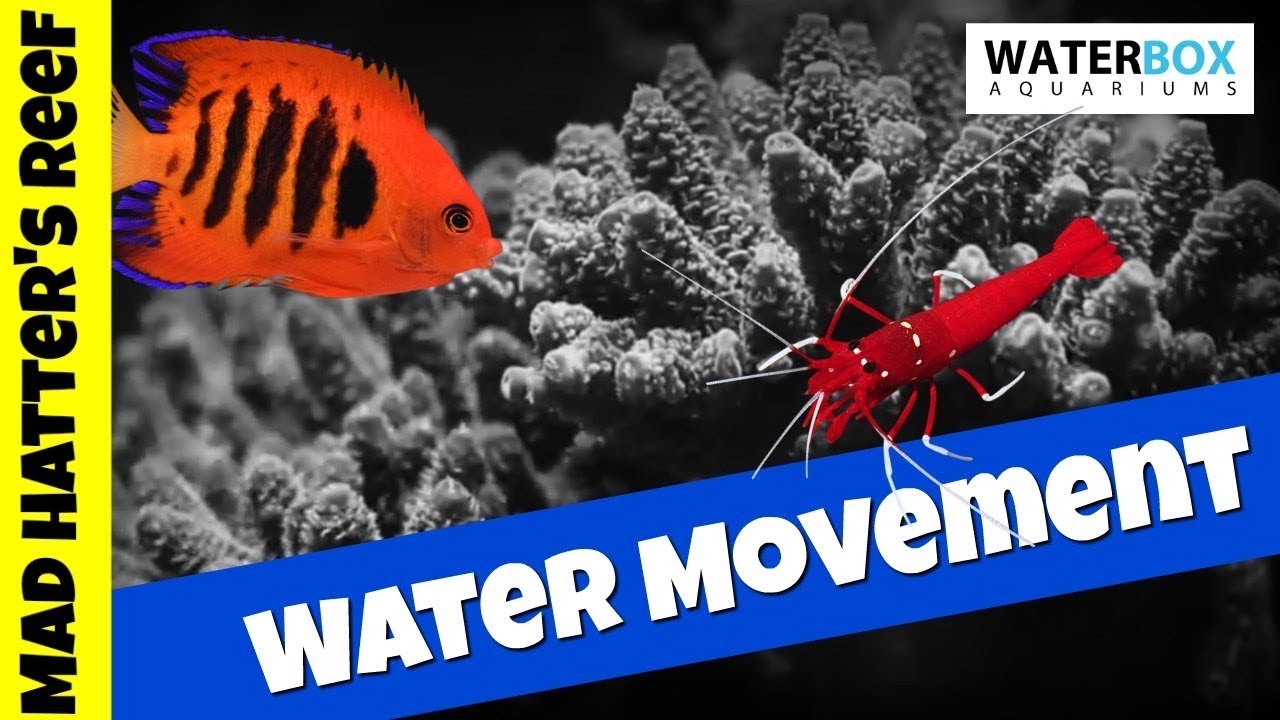 Waterbox Reef Tank Build Ep. 6: Mastering Water Movement π