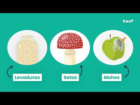 ¿Qué son las levaduras, las setas y el moho? El reino de los hongos, explicado para niños