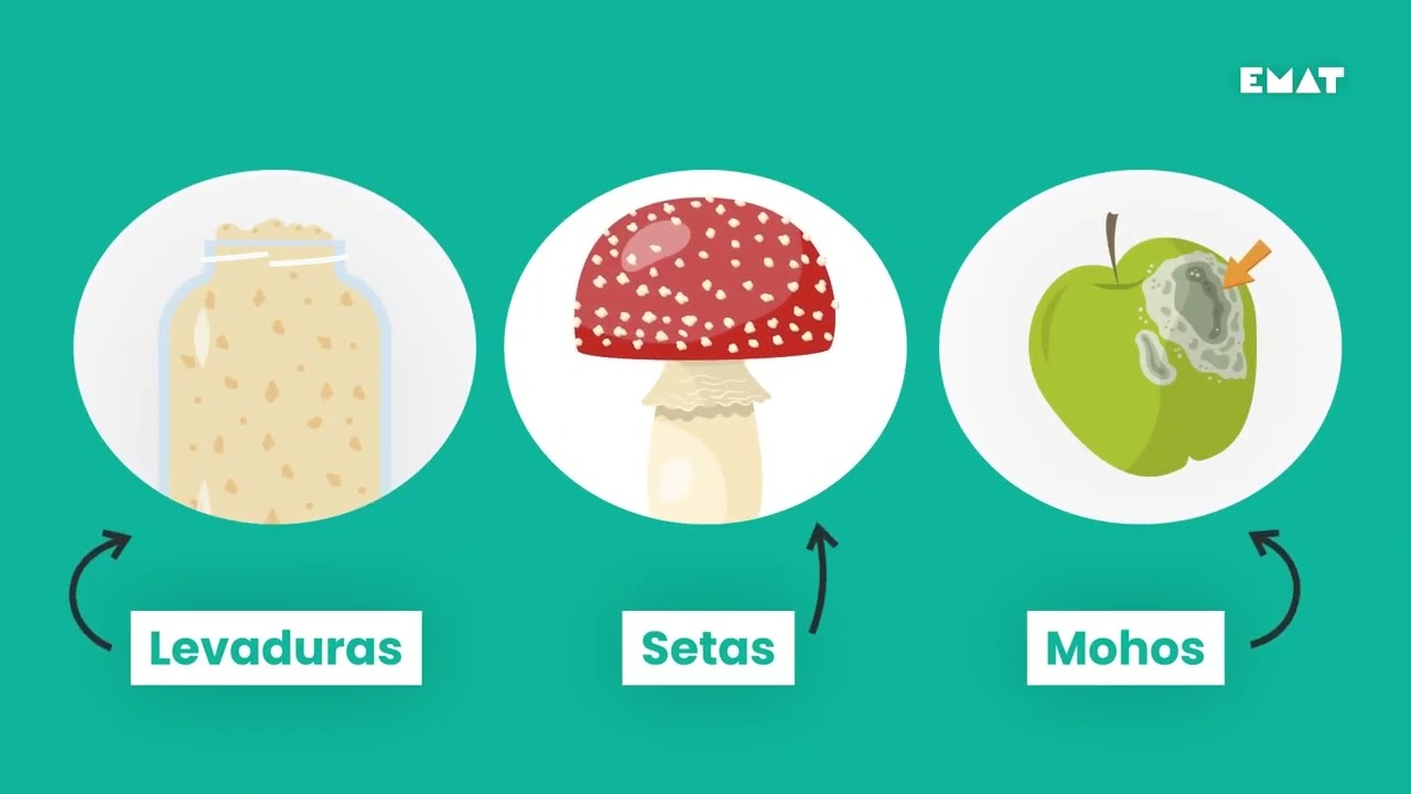 ¿Qué son las levaduras, setas y moho? ¡Descubre el reino de los hongos! 🍄