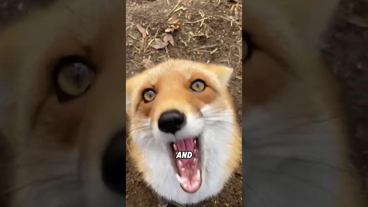 The red fox who likes to act coquettishly #animals #funnyanimal #funny #cute #redfox