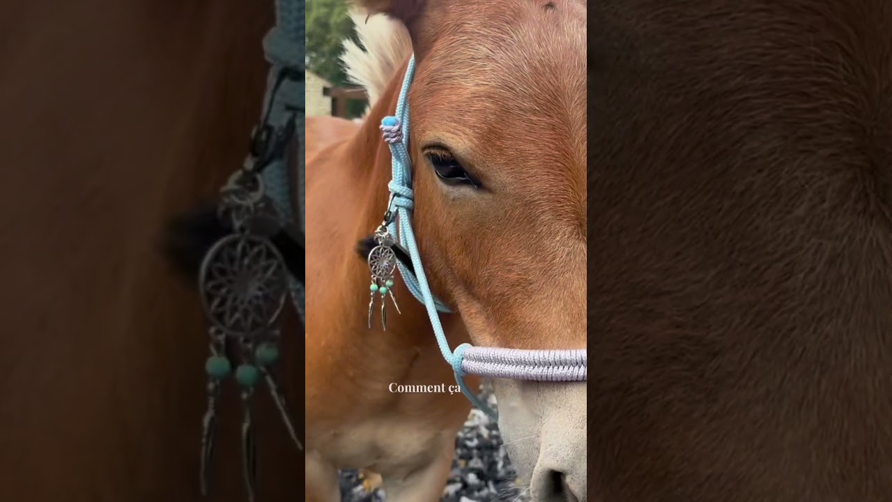 Tuto étho sur PONYGPTIPS 🦄 | Grand-Prix.TV