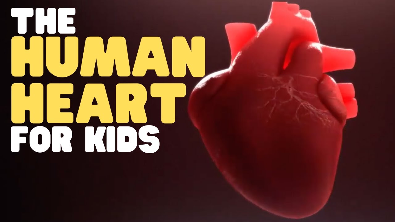 The Human Heart for Kids ❤️ | How It Works
