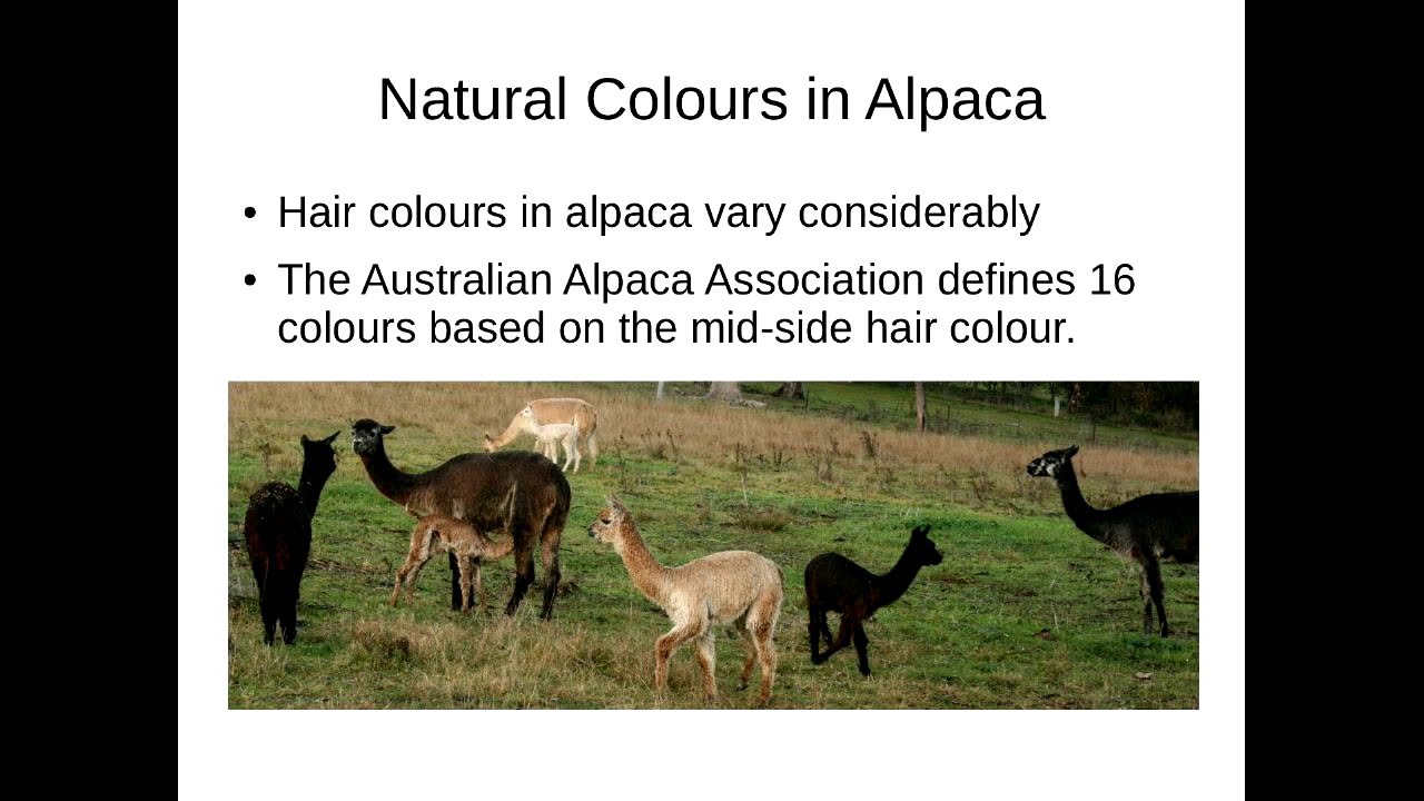 Cross-Stitch Generation with Limited Palette 🎨