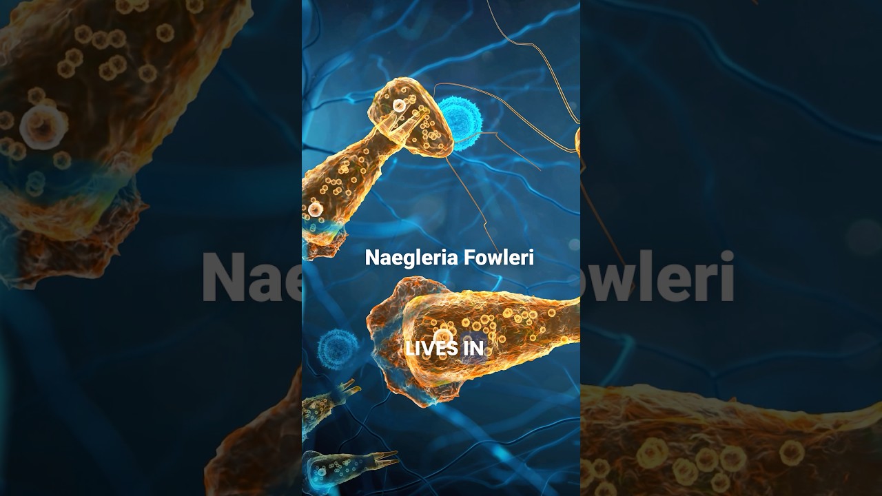 Brain Eating Amoeba in Your Tap Water?