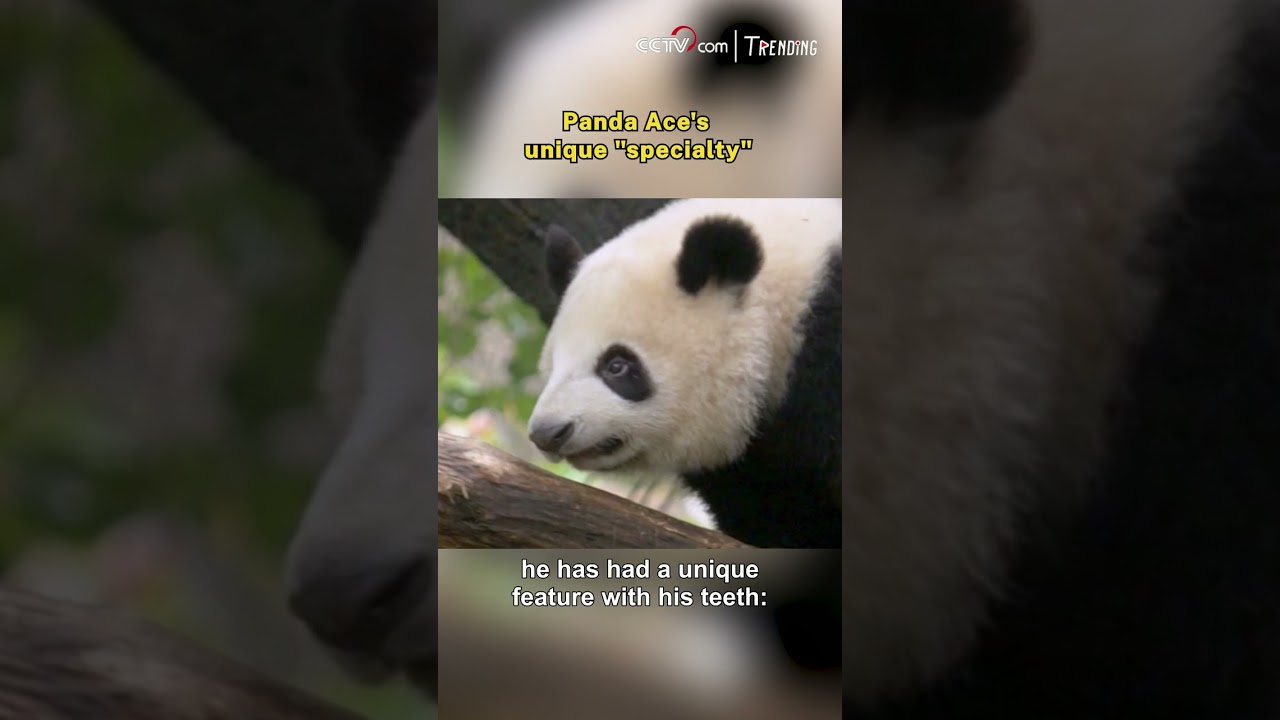 Panda Ace’s Unique Overbite 🐼