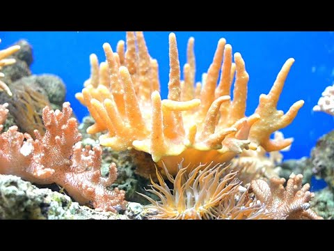 Потрясающе красивая расслабляющая музыка эмбиент #расслабляющаямузыка #эмбиентмузыка #relax