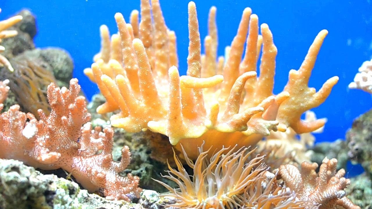 Уникальная расслабляющая эмбиент-музыка для полного спокойствия 🌿