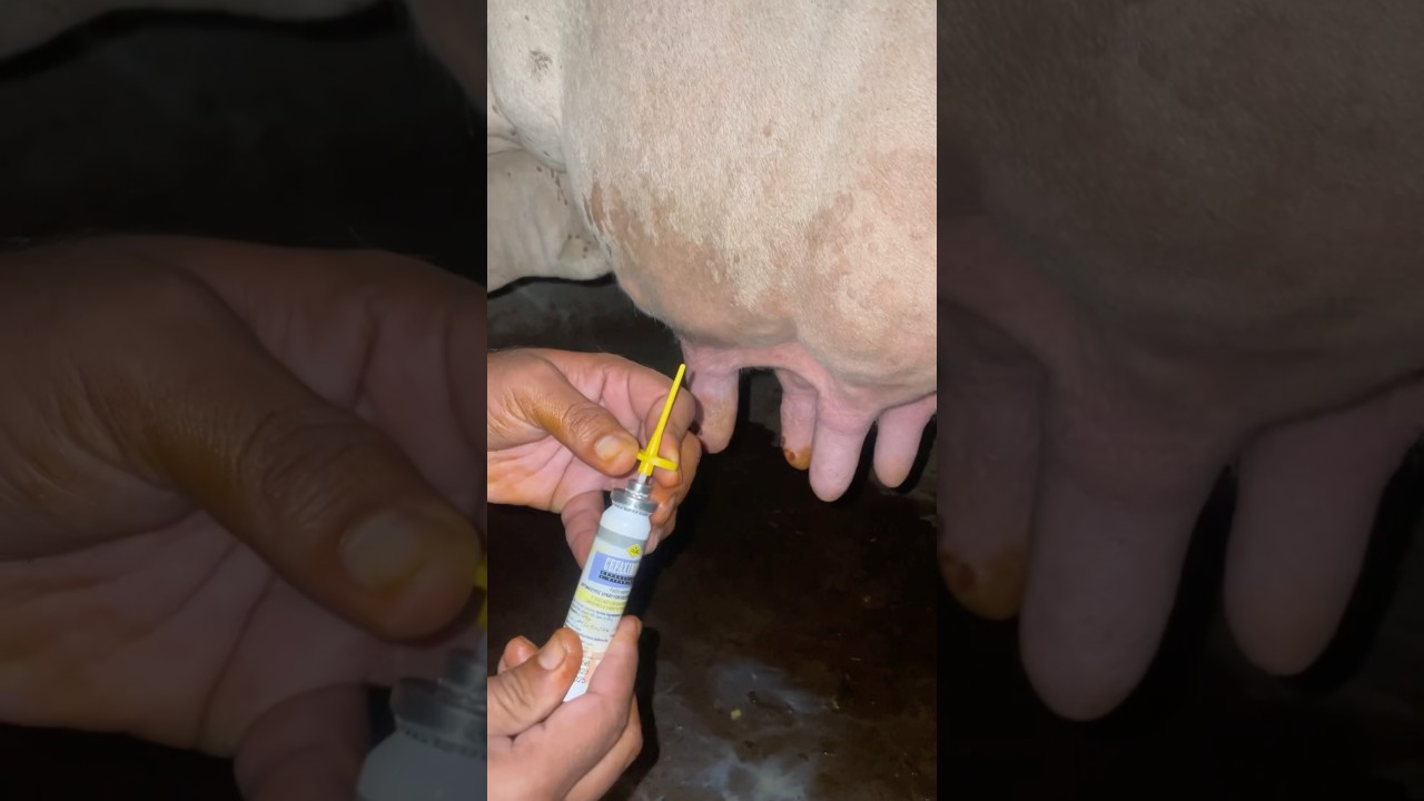 Mastitis Treatment for Udder Infection 🐄
