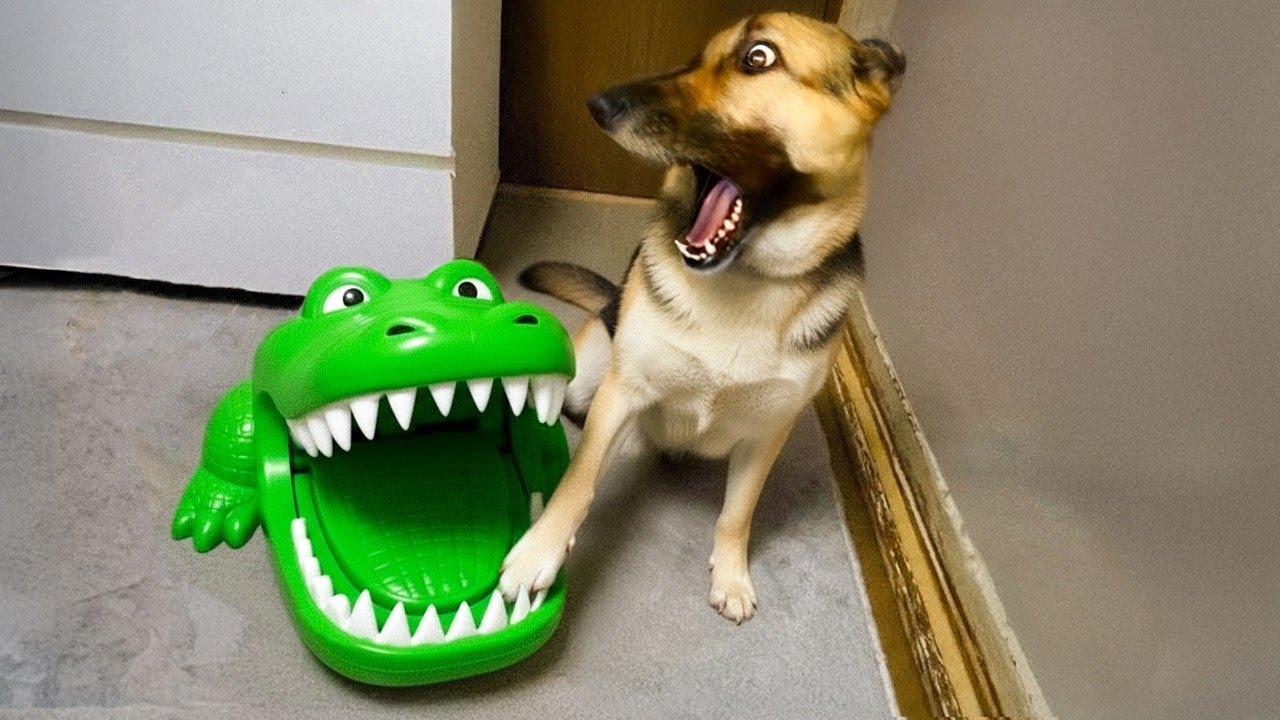 Лучшие забавные моменты с животными 2025 🐾