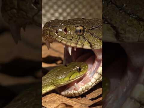 The snake that catches prey is really smart #aivideo #video
