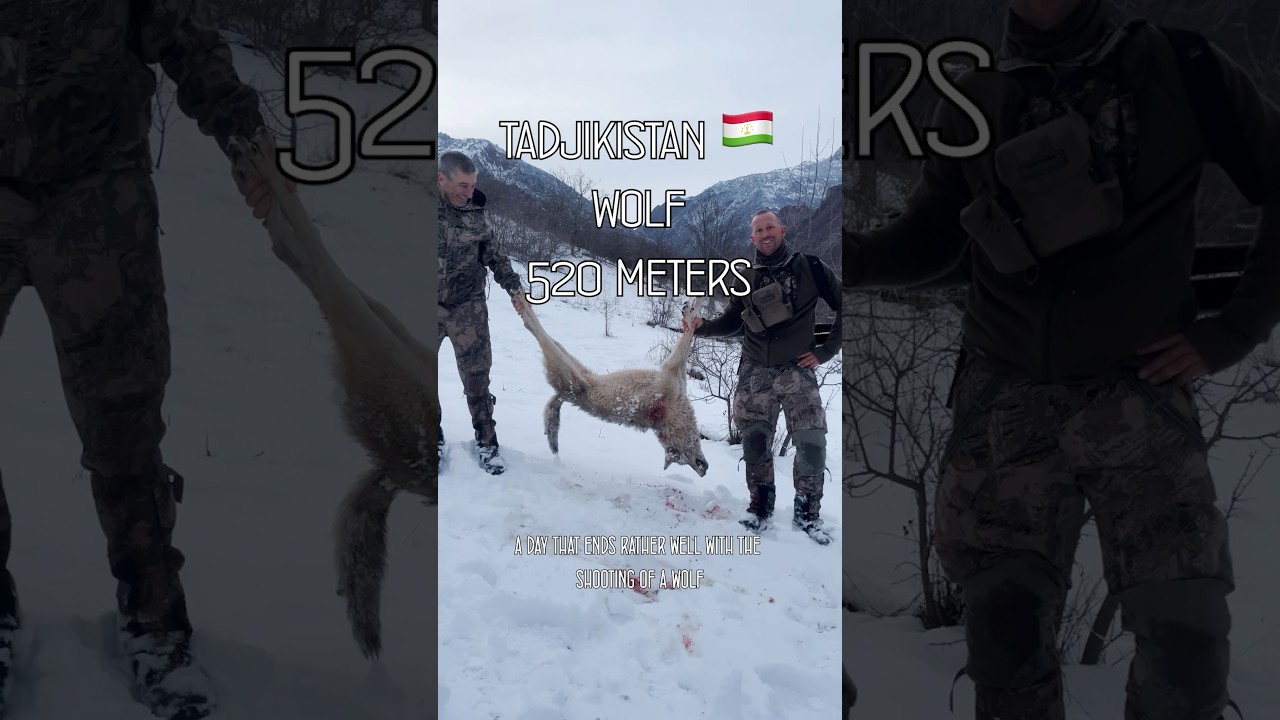 Epic Wolf Hunt in Tajikistan 🐺 | Team Ovini Adventure