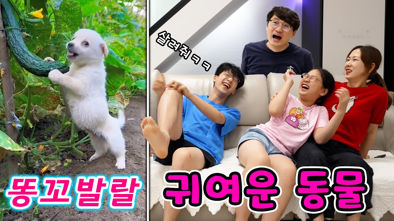 심쿵! 귀여운 동물들 모음 🐾