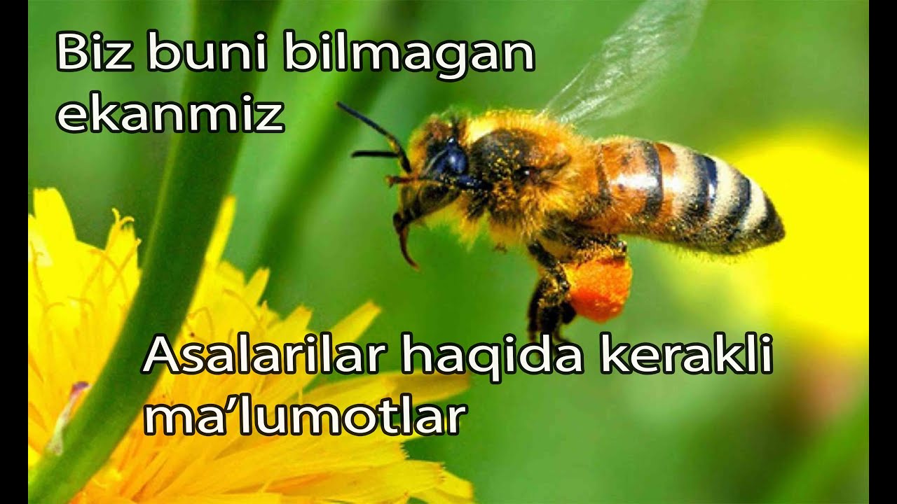 Asalarilar haqida 5 qiziqarli fakt 🐝