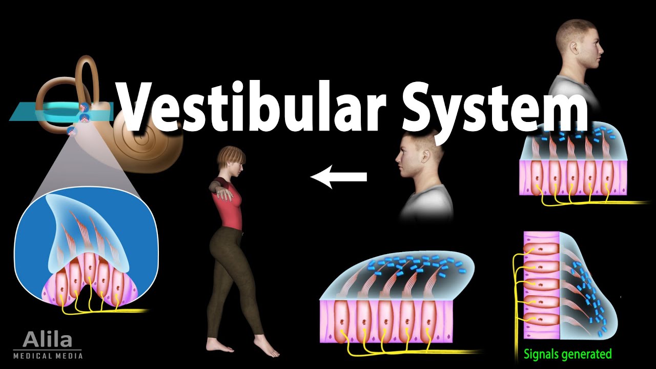 Vestibular System Anatomy & Function 🎢