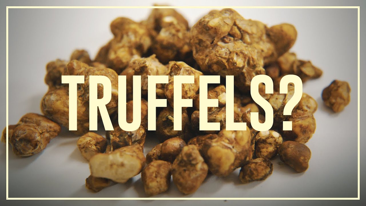 Magic Truffles (Psilocybin) - Do’s & Don’ts | Drugslab