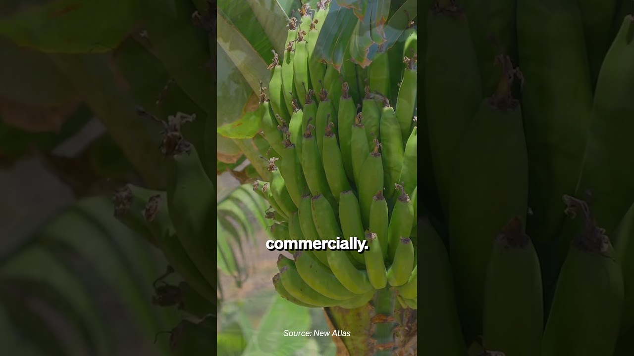 Genetic Engineering Could Save the Cavendish Banana 🍌
