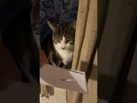 🗣️قطوس مدبلج 🐈 | #دبلجة_مضحكة #ضحك #اكسبلور #السعودية #my_kingo #كوميديا #دوبلاج #shorts