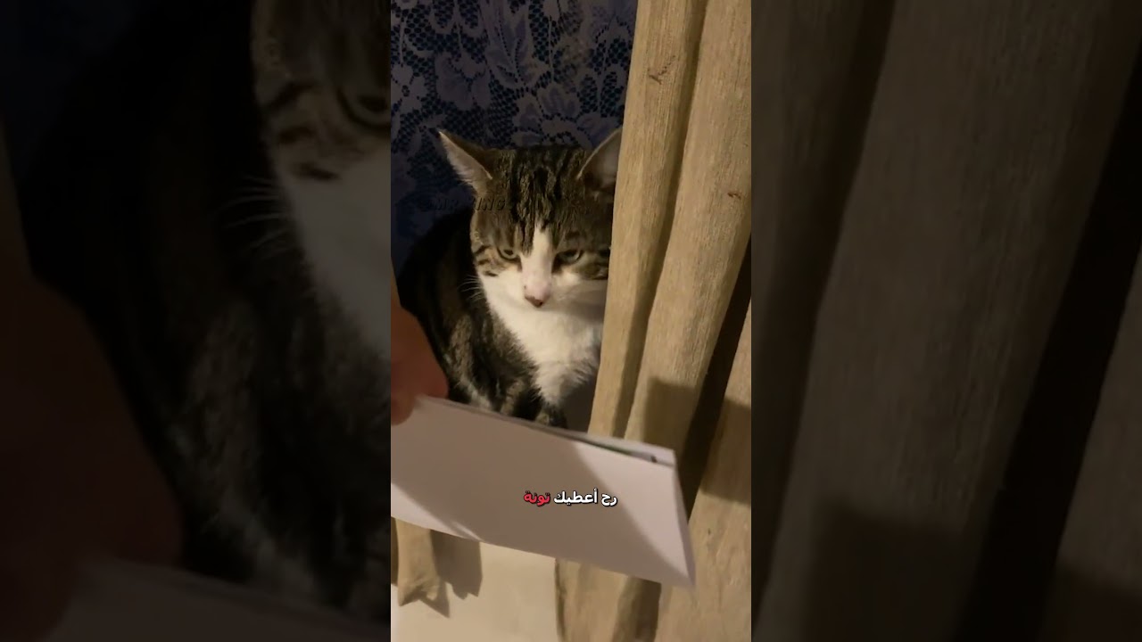 قطوس مدبلج مضحك 🎬 | كوميديا وتسلية لا تفوتها!