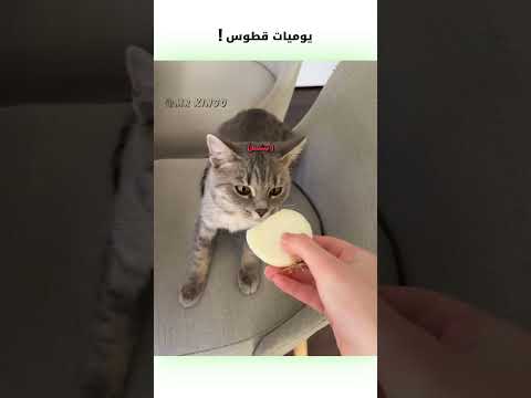 🗣️يوميات قطوس! 😂 | #دبلجة_مضحكة #ضحك #اكسبلور #السعودية #my_kingo #كوميديا #دوبلاج #قطط #funny