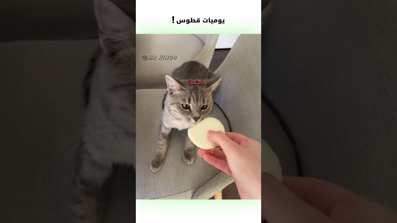 يوميات قطوس مضحكة 😂 | دبلجة وكوميديا