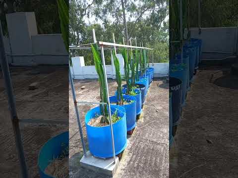 Rooftop Dragonfruit Farm