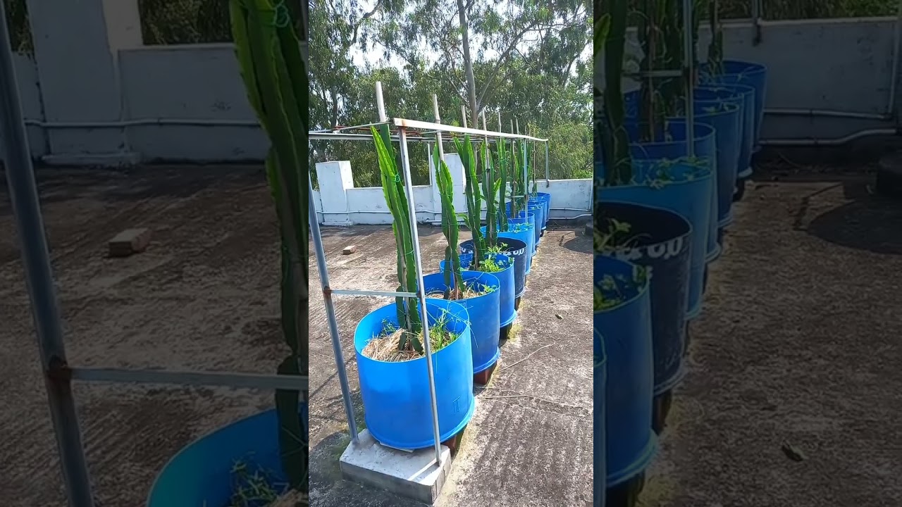 Boost Your Rooftop Dragonfruit Farm with Top Supplies & Fungicide 🌱