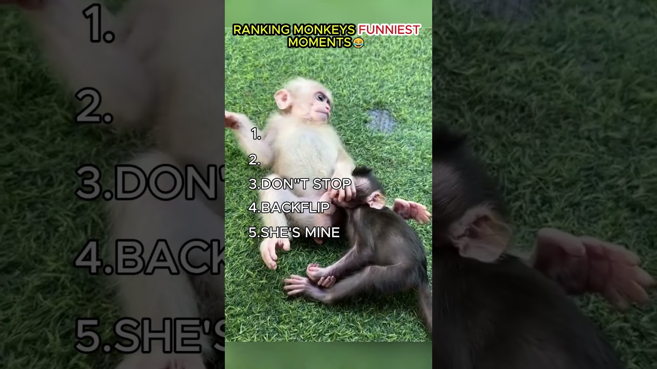 Top 10 Funniest Monkey Moments 😂