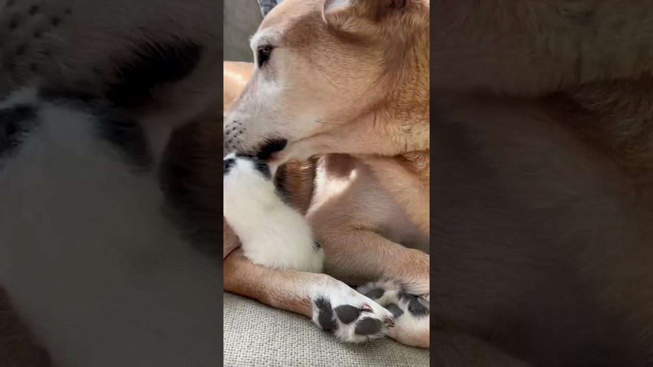 Pup Falls for His Blind Foster Kittens 🐶