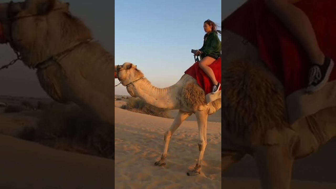 Camels in Dubai Desert 🐪