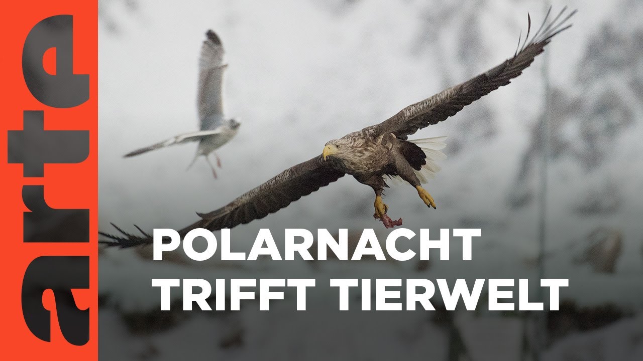 Die Vesteralen | Inseln im Nordmeer | ARTE