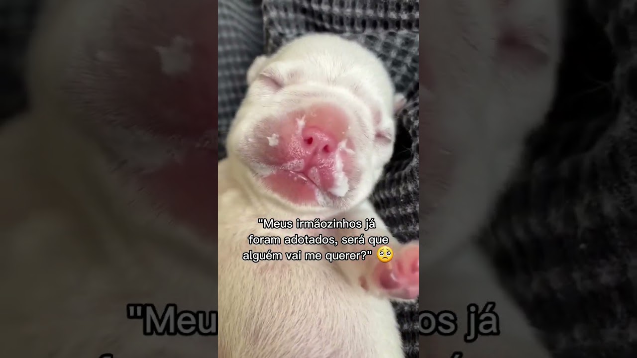 Tudo deu certo com o filhote 🐶