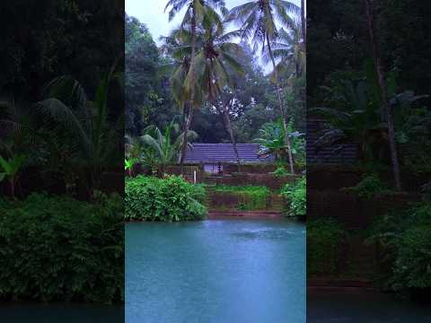 Rainy Day #kerala #nostalgia #gramam #rain