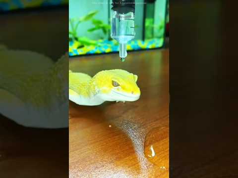 This Lizard Reples All The Water Drops🤯😱 #shorts #viral #trending #popular #viralvideos #education