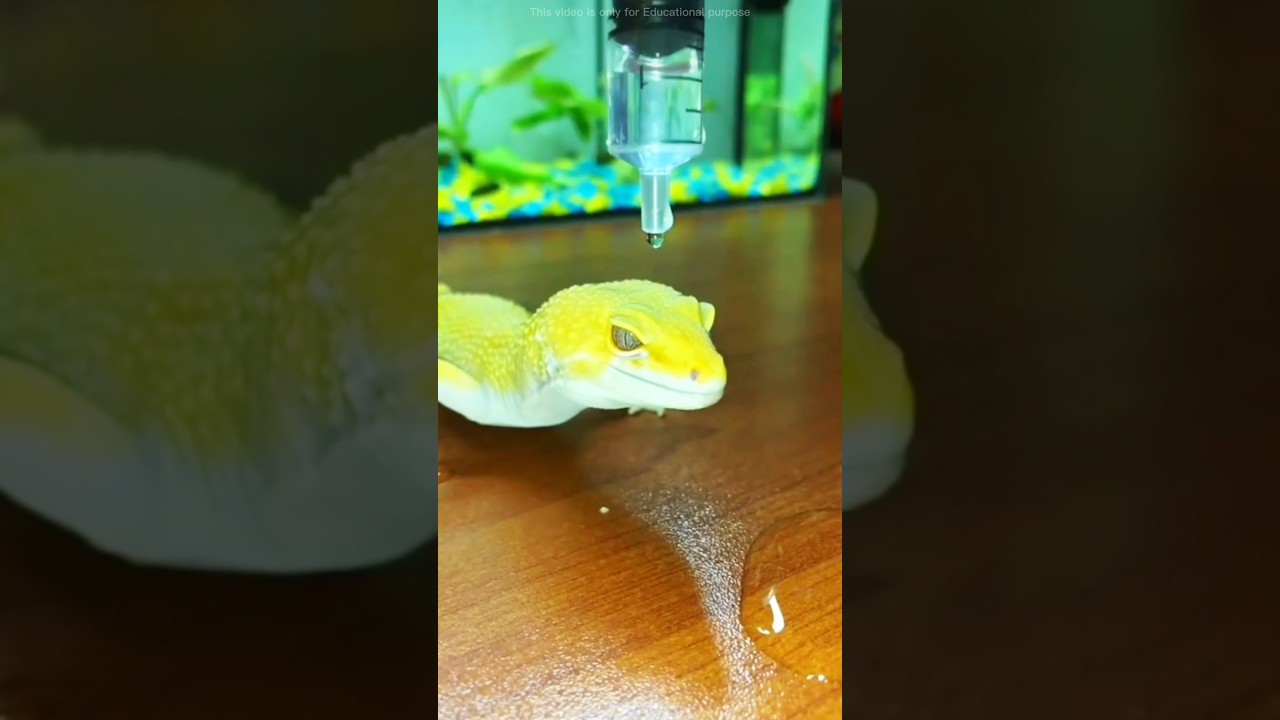 Incredible Lizard Survives Water Drops Splashing on It! 🤯