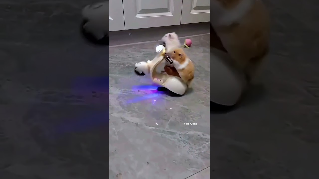 Hamster Lucu Naik Motor Mainan 🚗