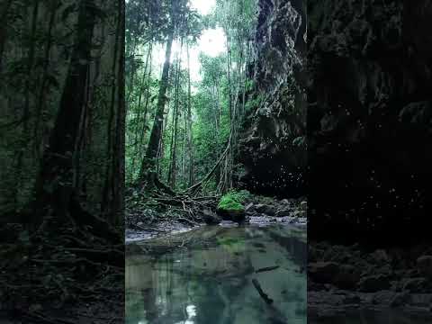 Secrets Beneath the Amazon | Bioluminescent Jungle Cavern #nature #wildlife #amazonrainforest
