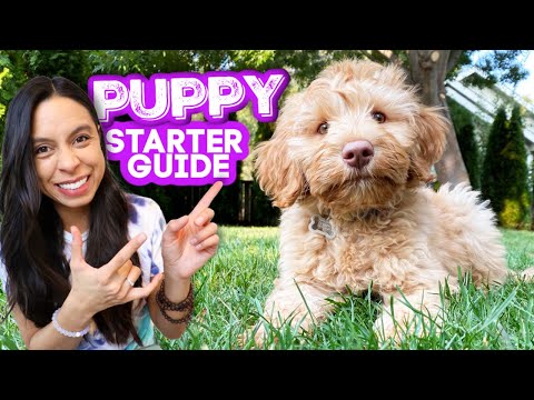 FIRST DAYS WITH NEW PUPPY! πΆ Everything you need to know and do