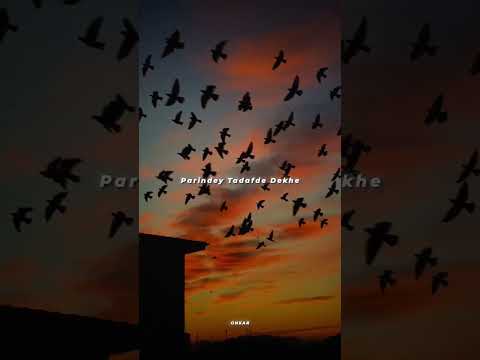 Parindey - B Praak #punjabistatus #bpraak #punjabisong #shorts