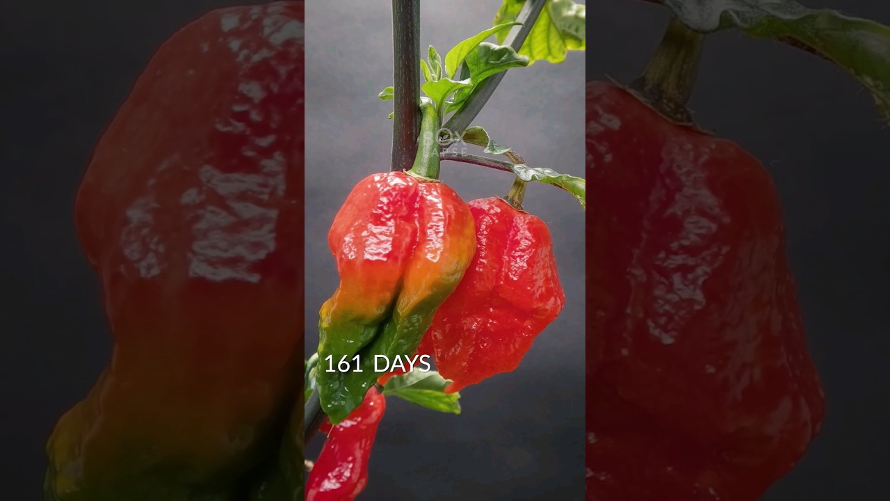 185 Ghost Pepper Growth in 36 Seconds 🌶️
