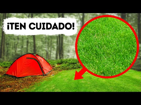 Si ves un espacio abierto en un bosque, ¡aléjate rápido!